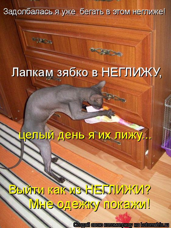 Котоматрица: Лапкам зябко в НЕГЛИЖУ,  целый день я их лижу... Выйти как из НЕГЛИЖИ?  Задолбалась я уже  бегать в этом неглиже! Мне одежку покажи!