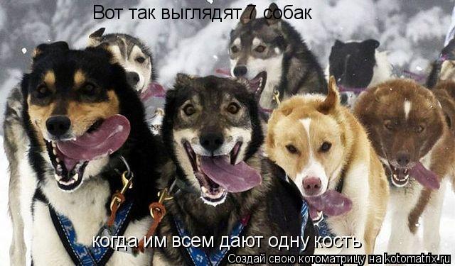 Котоматрица: Вот так выглядят 7 собак когда им всем дают одну кость