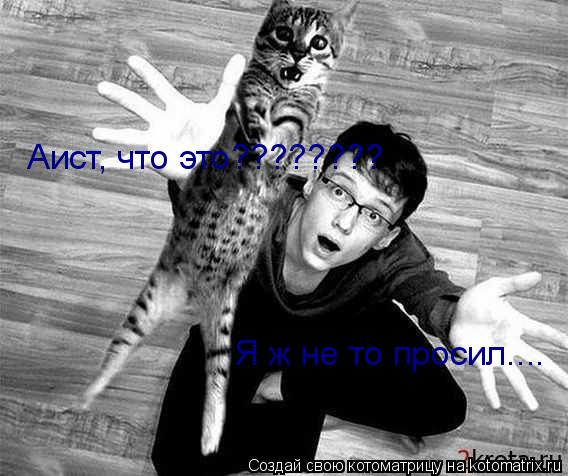 Котоматрица: Аист, что это???????? Я ж не то просил....
