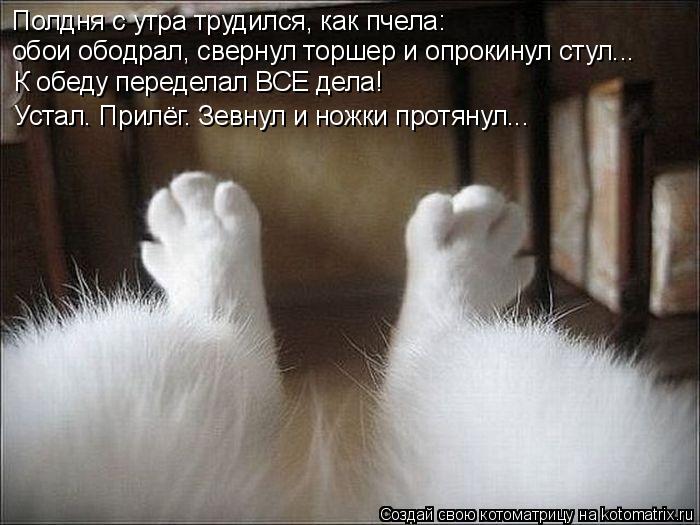 Котоматрица: Полдня с утра трудился, как пчела: обои ободрал, свернул торшер и опрокинул стул... К обеду переделал ВСЕ дела! Устал. Прилёг. Зевнул и ножки п