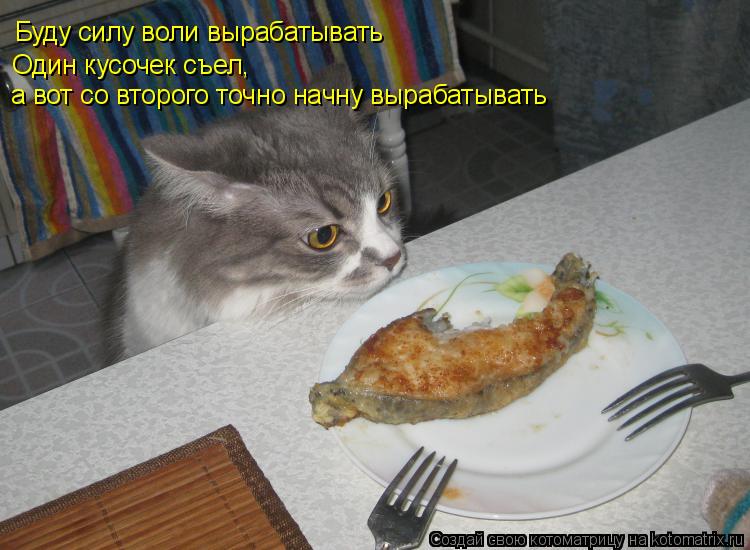 Котоматрица: Буду силу воли вырабатывать Один кусочек съел, а вот со второго точно начну вырабатывать