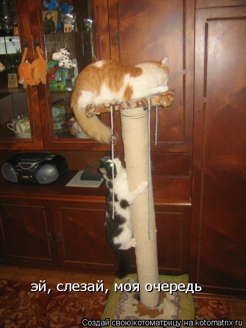 Котоматрица: эй, слезай, моя очередь
