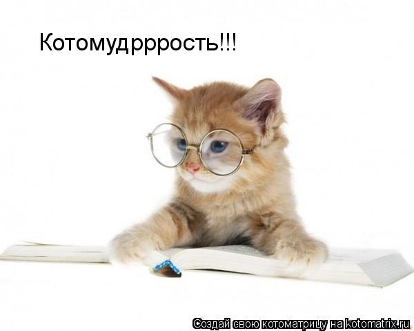 Котоматрица: Котомудрррость!!!