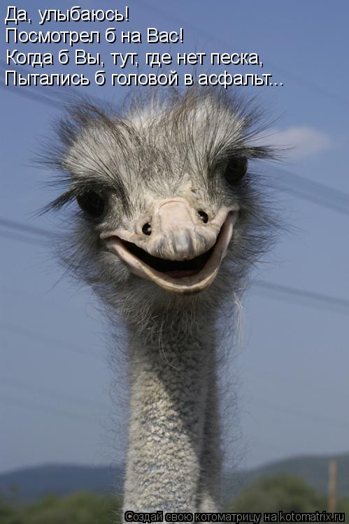 Котоматрица: Да, улыбаюсь! Посмотрел б на Вас! Когда б Вы, тут, где нет песка, Пытались б головой в асфальт...