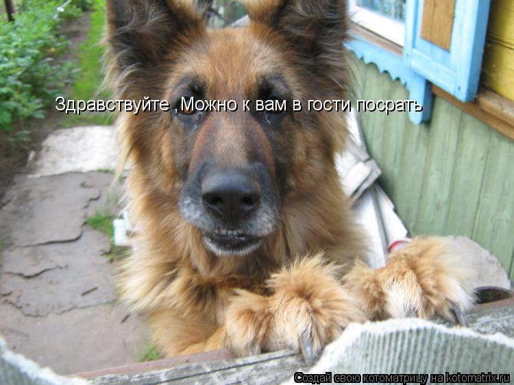 Котоматрица: Здравствуйте Здравствуйте ,Можно к вам в гости посрать