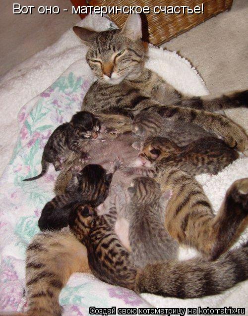 Котоматрица: Вот оно - материнское счастье!