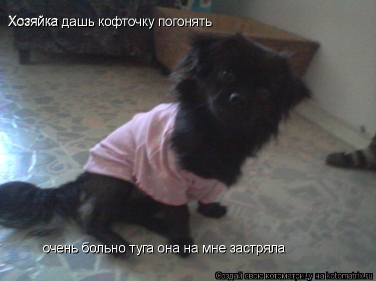 Котоматрица: Хозяйка  Хозяйка дашь кофточку погонять  очень больно туга она на мне застряла