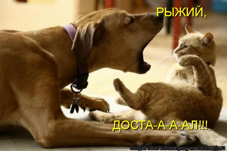 Котоматрица: РЫЖИЙ, ДОСТА-А-А-АЛ!!!