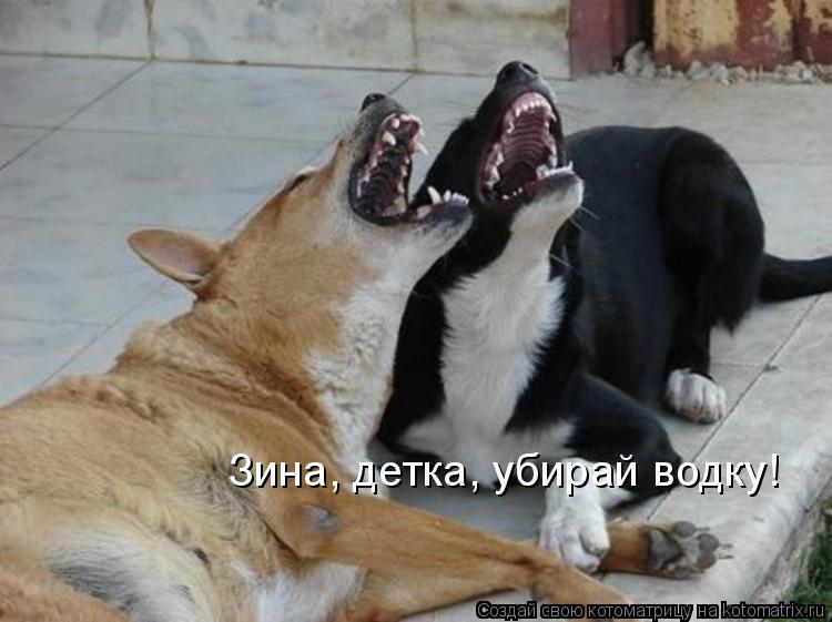 Котоматрица: Зина, детка, убирай водку!