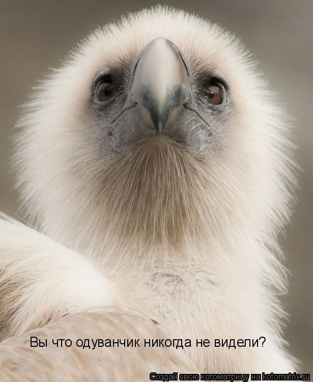 Котоматрица: Вы что одуванчик никогда не видели?