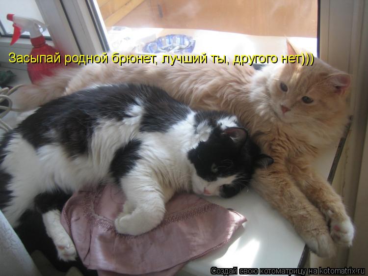 Котоматрица: Засыпай родной брюнет, лучший ты, другого нет)))