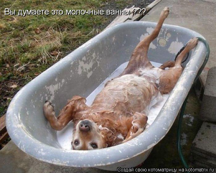 Котоматрица: Вы думаете это молочные ванны ???