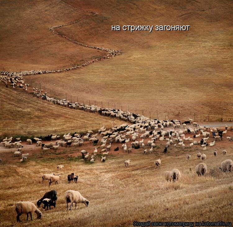 Котоматрица: на стрижку загоняют
