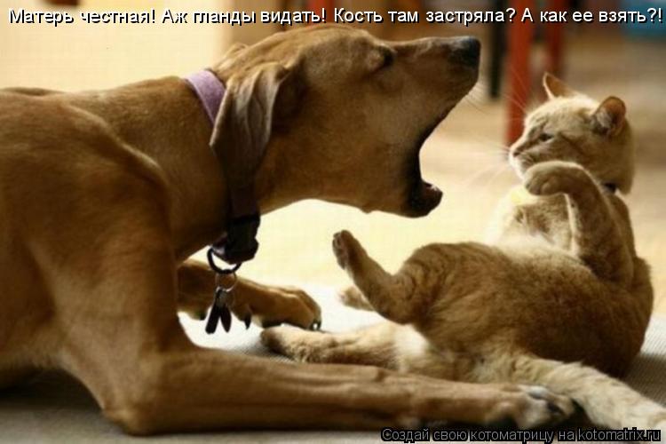 Котоматрица: Матерь честная! Аж гланды видать! Кость там застряла? А как ее взять?!
