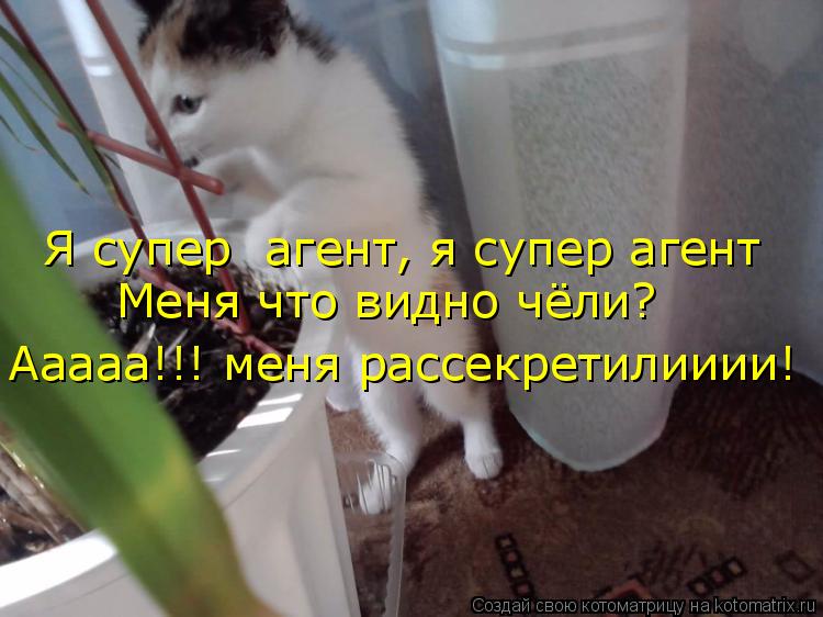 Котоматрица: Я супер  агент, я супер агент Меня что видно чёли? Ааааа!!! меня рассекретилииии!