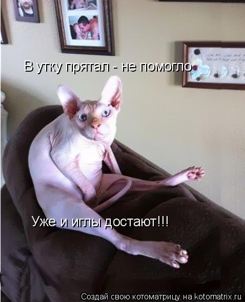 Котоматрица: В утку прятал - не помогло Уже и иглы достают!!!