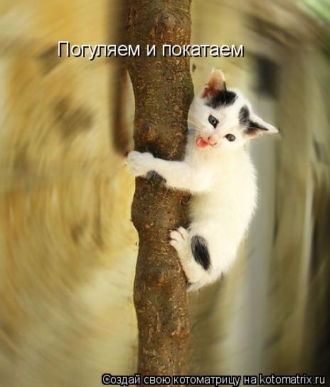 Котоматрица: Погуляем и покатаем