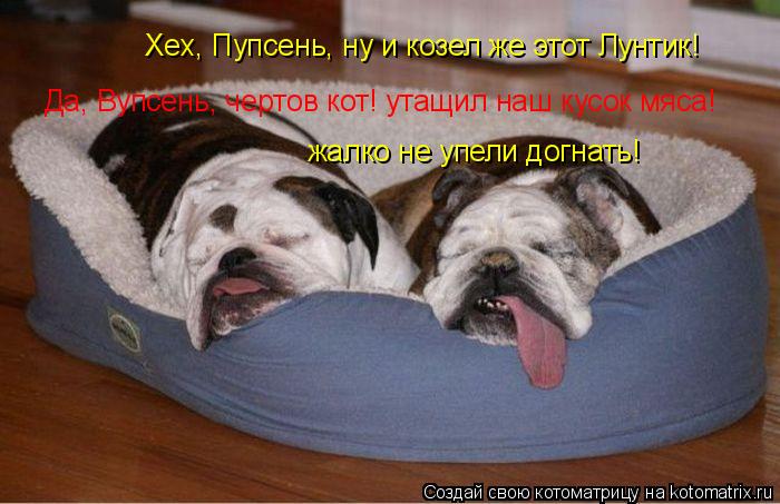 Котоматрица: Хех, Пупсень, ну и козел же этот Лунтик! Да, Вупсень, чертов кот! утащил наш кусок мяса! жалко не упели догнать!
