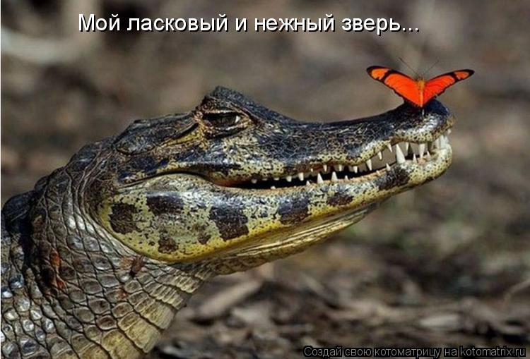 Котоматрица: Мой ласковый и нежный зверь...