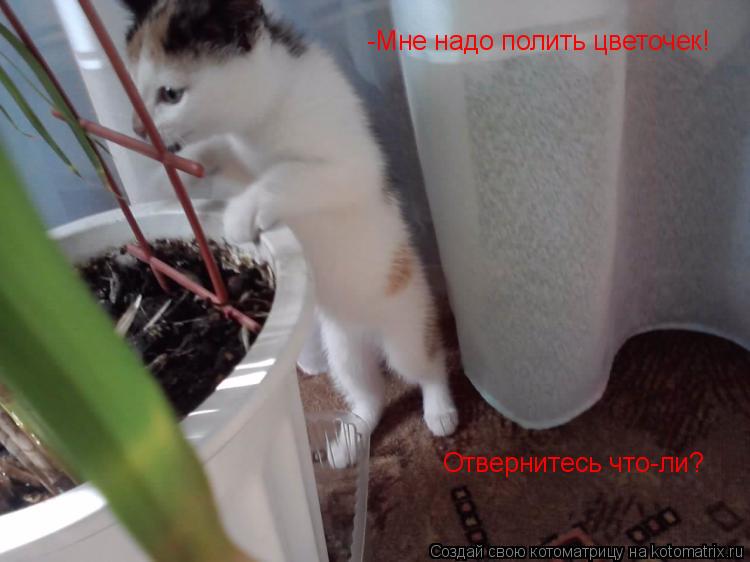 Котоматрица: -Мне надо полить цветочек!  Отвернитесь что-ли?