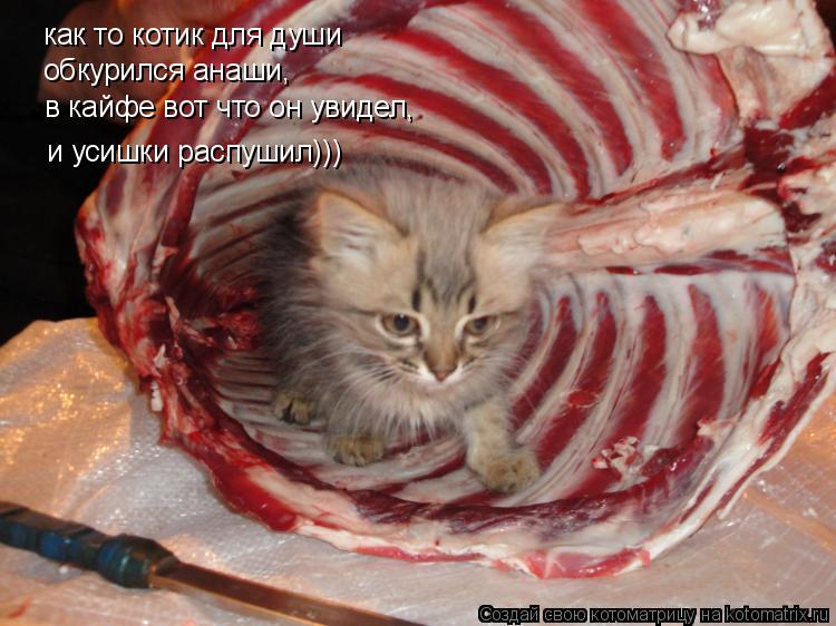 Котоматрица: как то котик для души обкурился анаши, в кайфе вот что он увидел, и усишки распушил)))