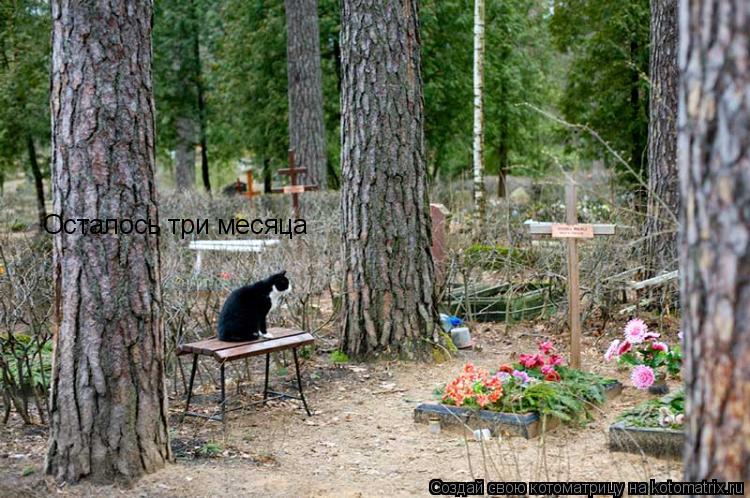 Котоматрица: Осталось три месяца