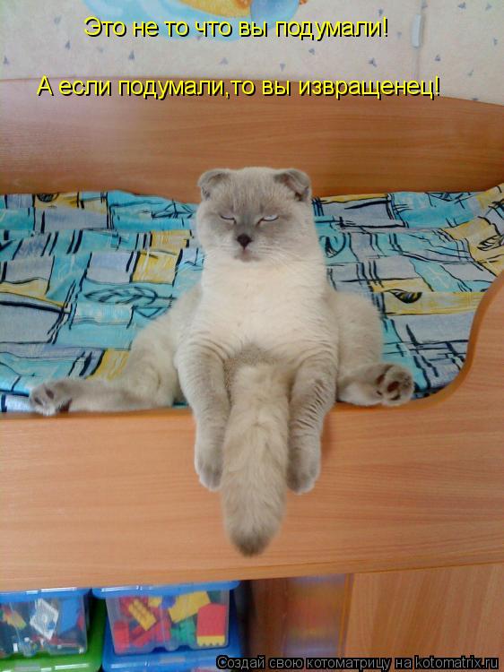 Котоматрица: Это не то что вы подумали! А если подумали,то вы извращенец!