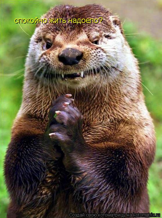 Котоматрица: спокойно жить надоело?