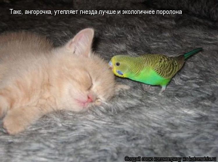 Котоматрица: Такс, ангорочка, утепляет гнезда лучше и экологичнее поролона