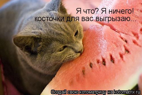 Котоматрица: Я что? Я ничего!  косточки для вас выгрызаю...