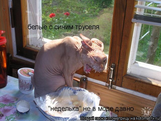 Котоматрица: белые с синим труселя "неделька" не в моде давно