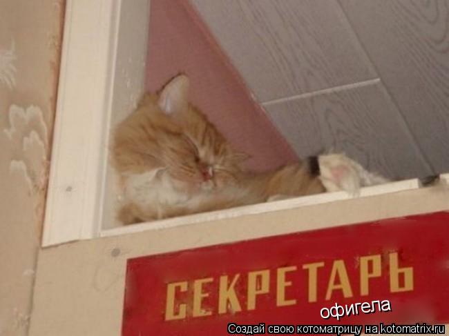 Котоматрица: офигела