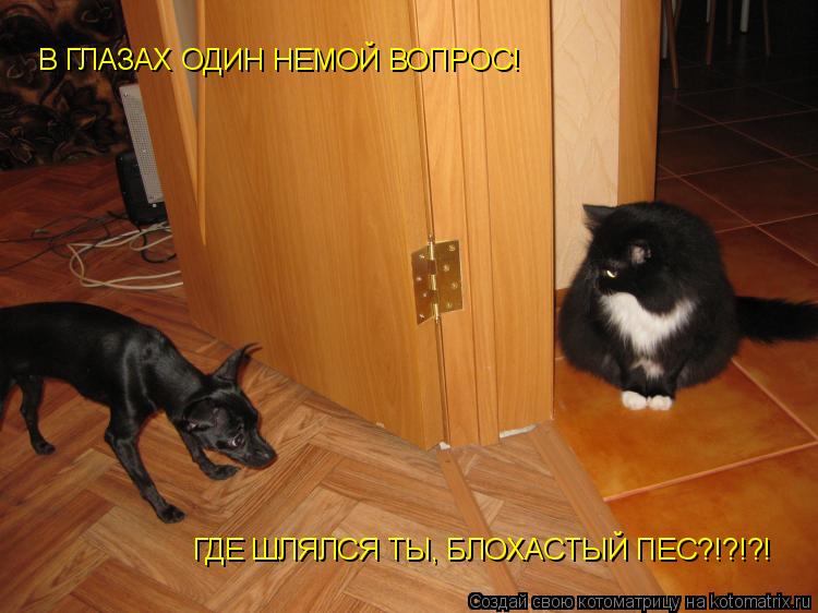 Котоматрица: ГДЕ ШЛЯЛСЯ ТЫ, БЛОХАСТЫЙ ПЕС?!?!?! В ГЛАЗАХ ОДИН НЕМОЙ ВОПРОС!