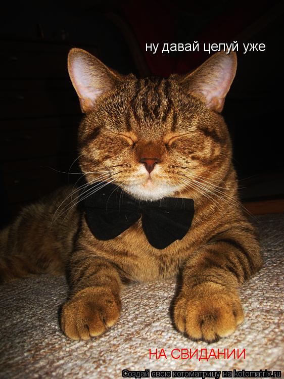 Котоматрица: НА СВИДАНИИ ну давай целуй уже