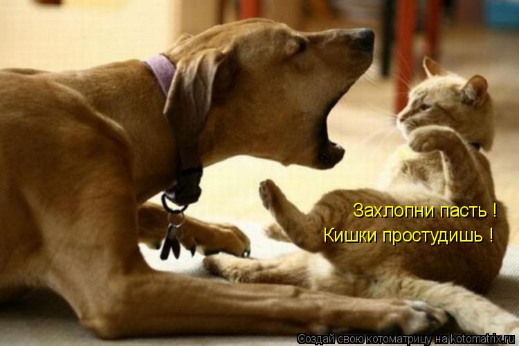 Котоматрица: Захлопни пасть ! Кишки простудишь !