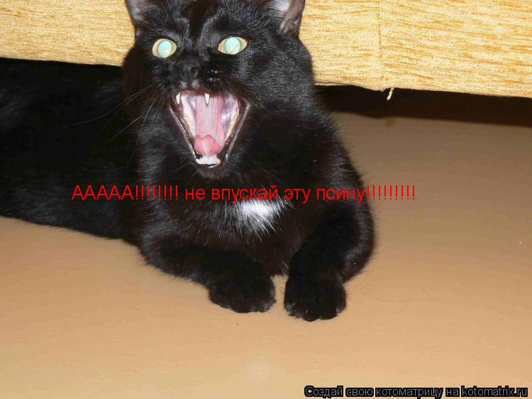Котоматрица: ААААА!!!!!!!! не впускай эту псину!!!!!!!!!