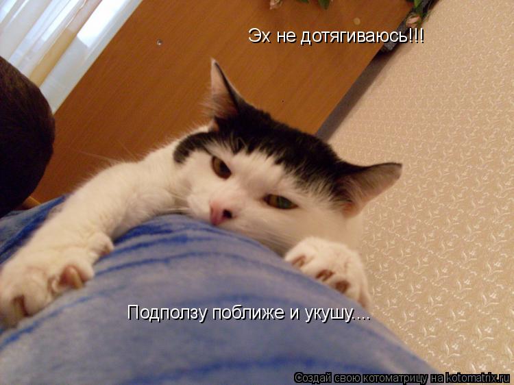 Котоматрица: Подползу поближе и укушу.... Эх не дотягиваюсь!!!
