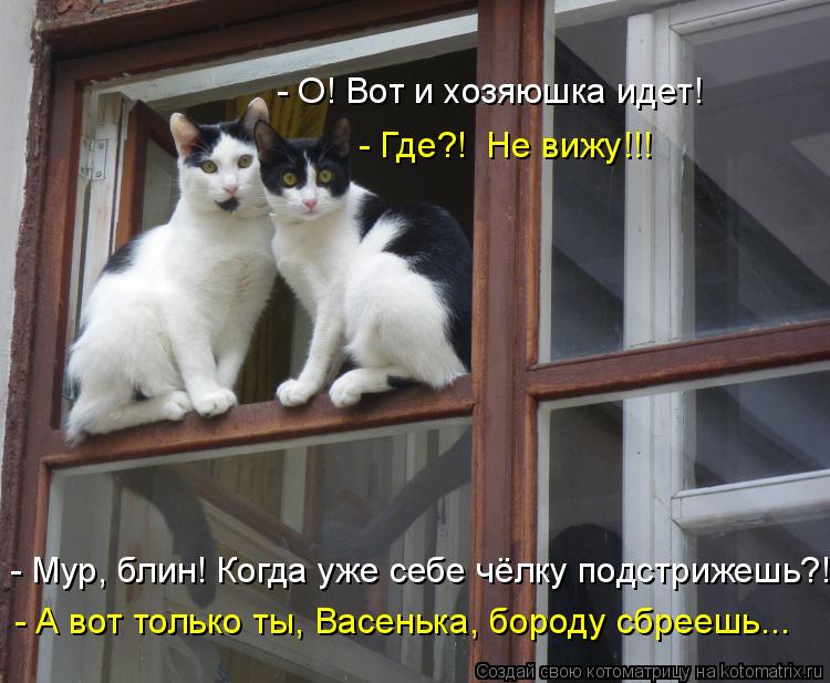 Котоматрица: - О! Вот и хозяюшка идет! - Где?!  Не вижу!!! - Мур, блин! Когда уже себе чёлку подстрижешь?! - А вот только ты, Васенька, бороду сбреешь...