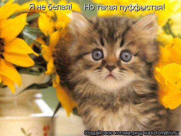 Котоматрица: Я не белая! Но такая пуффыстая!