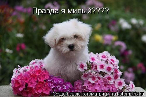 Котоматрица: Правда я милый????