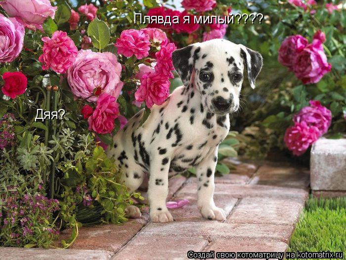 Котоматрица: Плявда я милый???? Дяя?