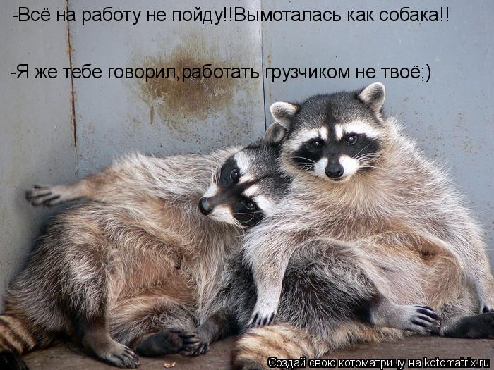 Котоматрица: -Всё на работу не пойду!!Вымоталась как собака!! -Я же тебе говорил,работать грузчиком не твоё;)