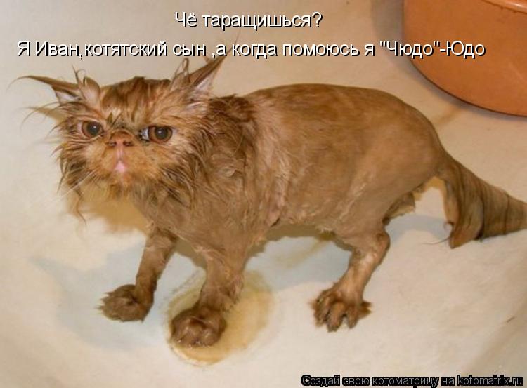 Котоматрица: Я Иван котятский сын ,а когда помоюсь я "Чюдо"-Юдо Чё таращишься? ,