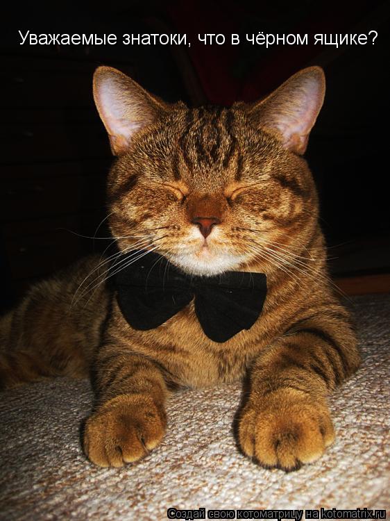 Котоматрица: Уважаемые знатоки, что в чёрном ящике?