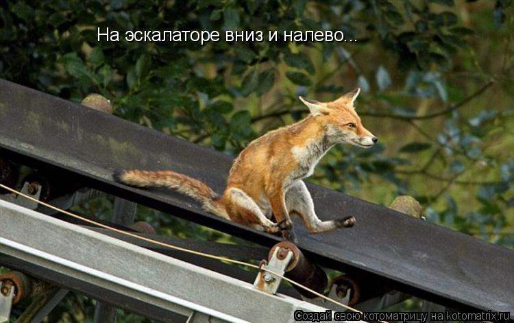 На эскалаторе вниз и налево...... Котоматрица: На эскалаторе вниз и налево...