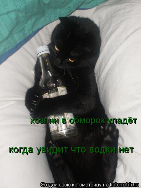 Котоматрица: хозяин в обморок упадёт когда увидит что водки нет
