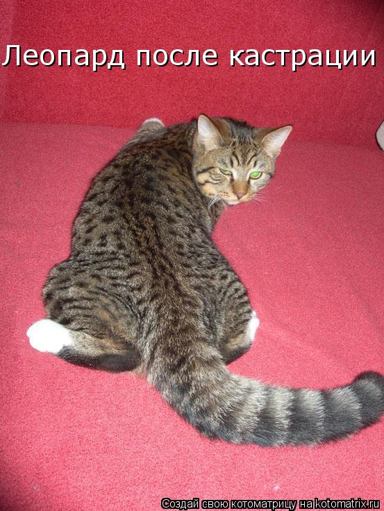 Котоматрица: Леопард после кастрации