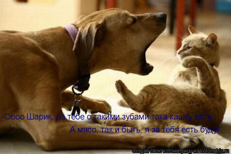 Котоматрица: А мясо, так и быть, я за тебя есть буду! -Оооо Шарик, да тебе с такими зубами тока кашку есть..