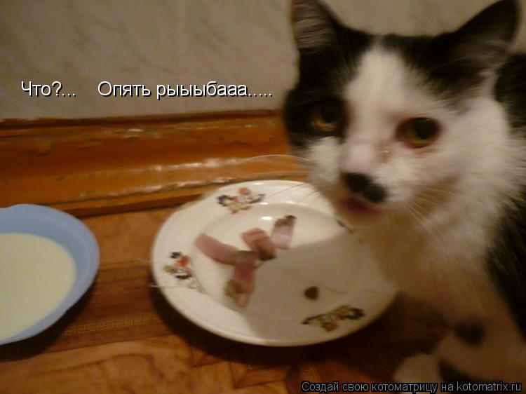 Котоматрица: Что?...    Опять рыыыбааа.....