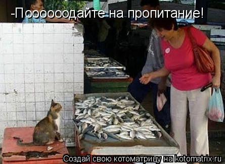 Котоматрица: -Поооооодайте на пропитание!